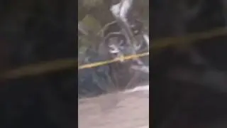 Major Accident In Punta Cana . Driving Over 90 Miles Per Hour Runs into Semi . ￼