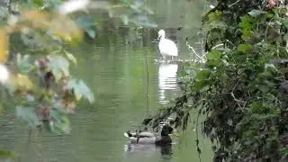 Little Egrets