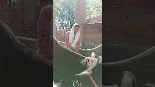 #cow water drinking#dairy