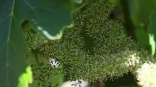 How Grapevines Bloom and Fruit Develops | Grape Flowers at Jordan | Wine Education Videos