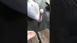јебени лабуд