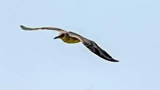 Delta de la Tordera tot un espectacle de la natura.