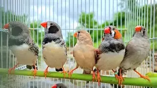 Zebra finches sing sound: they are in open area that suitable for singing loudly. Sound like nature.