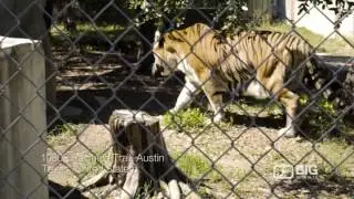 Austin Zoo for Animal Shelter, Animal Rescue and Animal Sanctuary