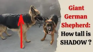 German Shepherd Height | How tall is Shadow & Smokey?