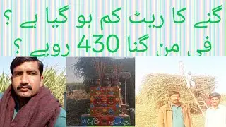 sugar cane rate is down /430per 40kg rate is down sugar/pakistan agriculture imran Khan 