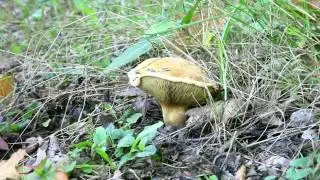 Herkennen Paddenstoelen