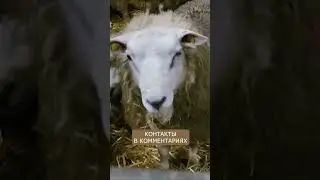 Овцы ТЕКСЕЛЬ I Доступны для заказа