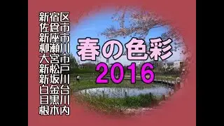 20160418　春の色彩　桜　新宿　佐倉　新座　大宮　新松戸　白金台　目黒川　根木内　koba84