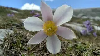 Exploring the Fanes Alp, its small lakes and the Alpine flora