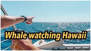 Whale Watching in Hawaii | Dads Birthday Surprise!