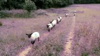 lambs