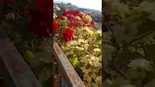 #flowers #naturelovers #mrmc #anuska