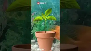#shorts #shorts_video #k_se_kabutar