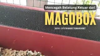 VLOG#162 - Mencegah Belatung keluar dari Magobox - Catatan Maggot Rumahhijaunet Day 4