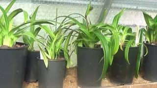 My phragmipedium culture.........Part 1