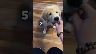 Giving Puppy Fake Treats 😂