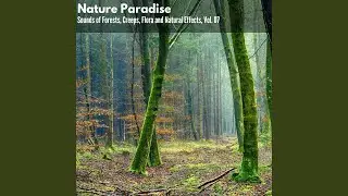 Wild Coniferous Forest