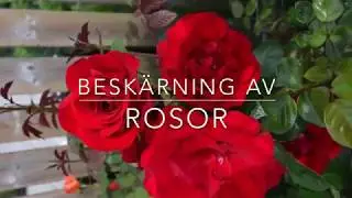BESK&Auml;R ROSOR med tr&auml;dg&aring;rdsm&auml;stare Maria