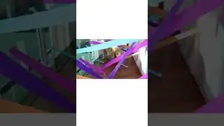 dog vs laser maze obstacle challenge #shorts