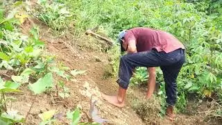 Strong Farmer Hand Pulling Weeds for Better Harvest #RuralAgriculture #TraditionalFarming