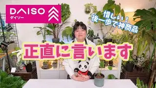 ダイソー愛があるから言わせて！・・・とモンステラ実生の成長の違い比較 #daiso #モンステラ #鉢カバー