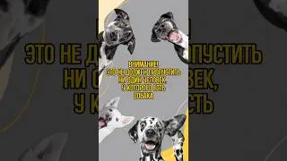 -40% на ВЕСЬ АССОРТИМЕНТ PET BED!