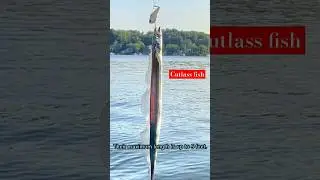 Cutlass fish facts #likesadia #wildlife #nature #fish#animalsfacts