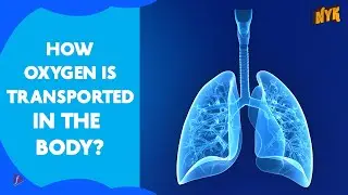 How Oxygen Travels In Our Body?