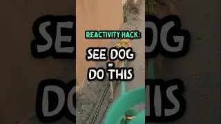 What To Do When You See Your Dog's Trigger Up Ahead! #dogtrainingadvice