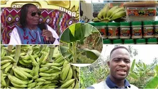 How Apostle Safo inspired me to establish my own organic farm(plantain) to produce gari and others.