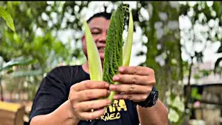 Resepi pucuk daun pulur masak belacan jadi santapan team aya bidik