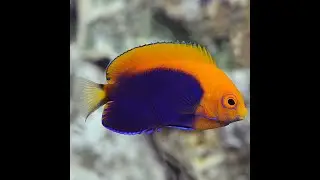 New Flameback Angelfish