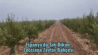 Densely Planted Lecciana Olive Grove in Spain #olive #oliveoil #lecciana