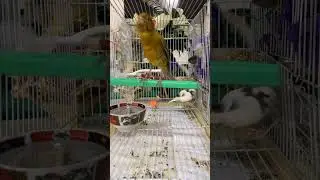 The Sweetest Canary Song in the World
