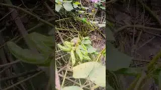 Vegetable Harvesting shorts ll Simba vegetable Harvesting ll #shaorts #vegetables#harvesting #viral