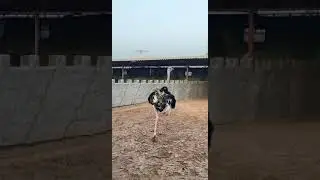 The largest male ostrich