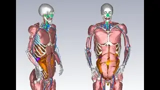 how to design body phantom in cst mw Studio| 3 layers of human body
