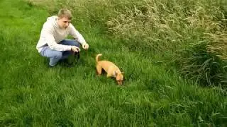 WORLD'S SCARIEST DOG! Meet our dog Milo - Vlog!