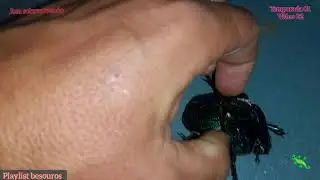 Mais um besouro gigante e muito estranho pra nossa playlist
