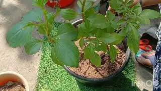 Four stages of dahlia plant: /stage .Germination vegetative growth flowering dormancy.