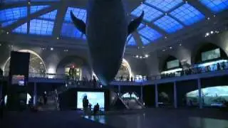 American Museum of Natural History