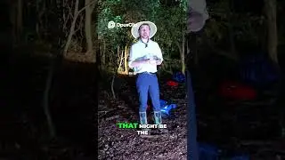 Saving Lives  Catching Brazil's Deadliest Snakes@MrBeast