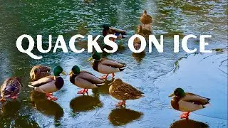 Icy Pond in Winter | Peaceful Ducks Swimming on a Frozen Pond | Relaxing Nature Sounds