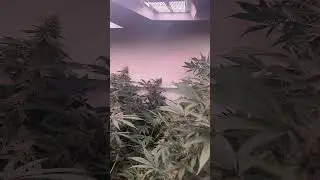 Day 39 of Flower Under the HLG Diablo X
