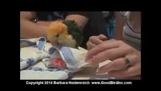 Parrot Training Workshop Highlights Germany