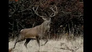 Brame du cerf sur l'Aubrac