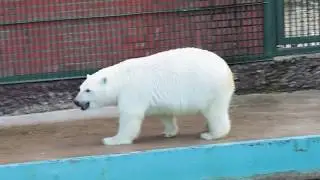 Nika the Bear predicts Germany vs Mexico winner -  2017 FIFA Confederations Cup Semi-finals