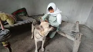 Heartwarming Bond 🐕❤️ | Dog and Boy Enjoying Village Life Together