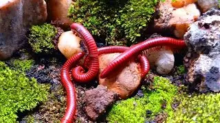 Incredible Wildlife Moment : Close-Up of Millipede & Snail Meeting #Millipedes #WildEncounter